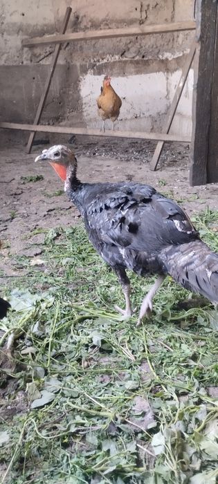 Продам индюшек молодых