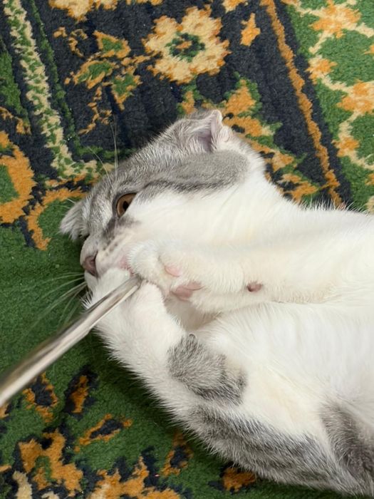 Котёнок шотландский