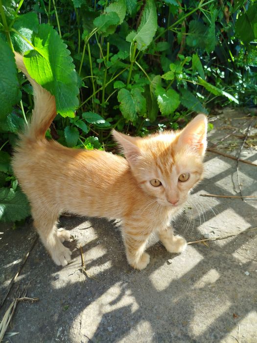 2-месечни котета