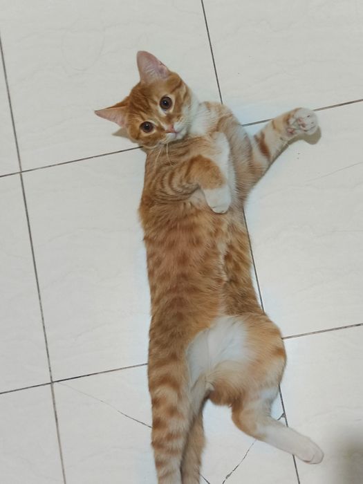 Котик 6-7 месяцев, мальчик