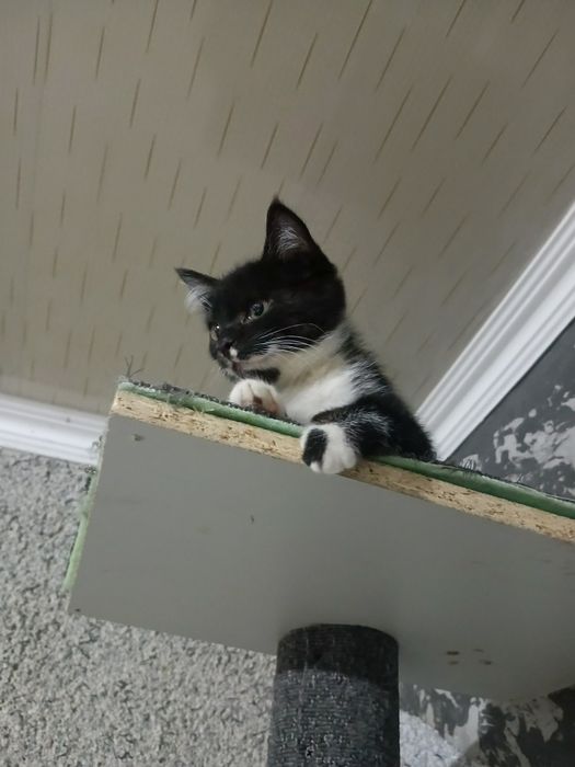 Котёнок в хорошие руки