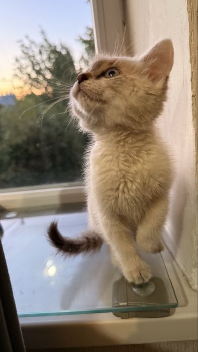 Отдам сиамского котенка