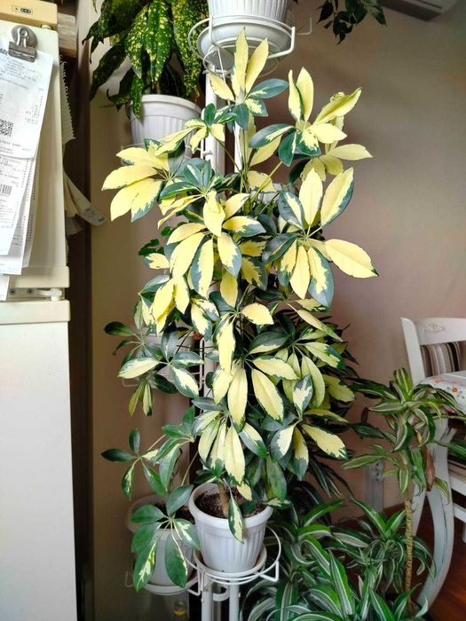 Финикова палма, Драцена, Шефлера, Сансевиера, Амарилис