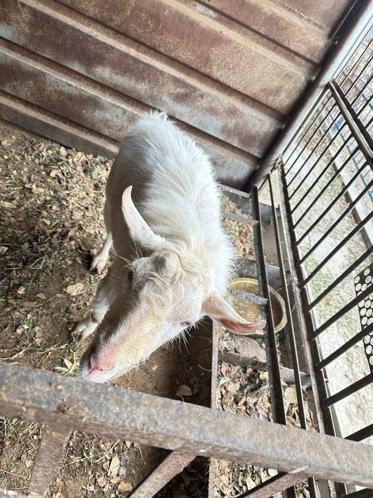 Теке сатылады. Түркістан