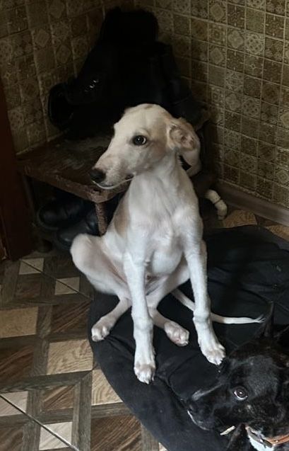 отдам щенка в добрые руки !!!