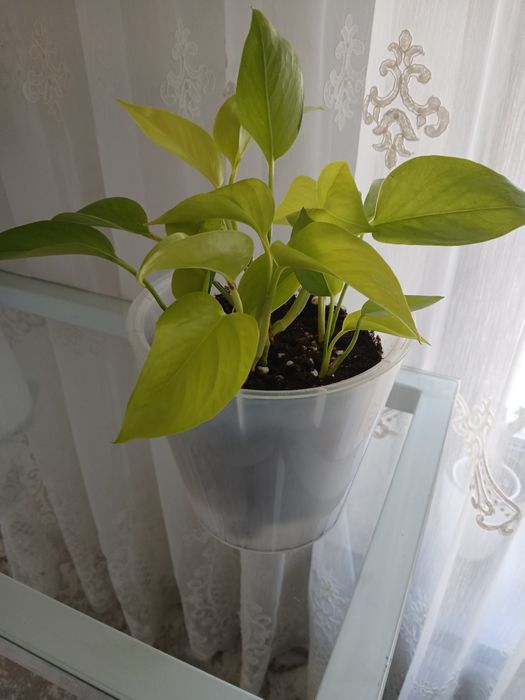 Продаются комн. Цветы