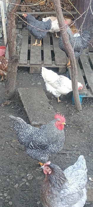 Cocos playmonth de vanzare !!!