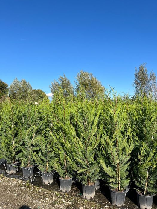 Leylandii chiparos . PEPINIERA FLORESTI ..