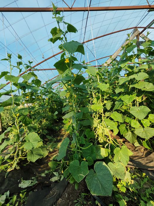 Продам огурцы без ГМО И СЕЛИТРЫ