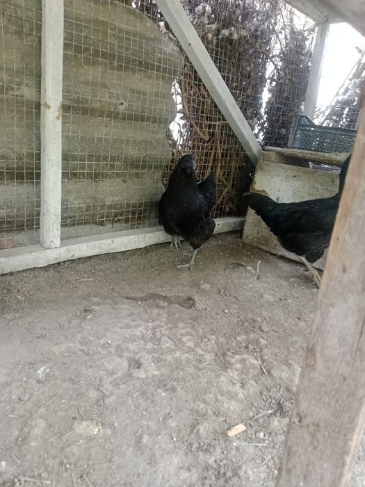 Qora tovuqlar uxayin 2 ta 3 anjon qora