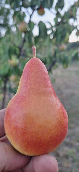 Pere de vanzare