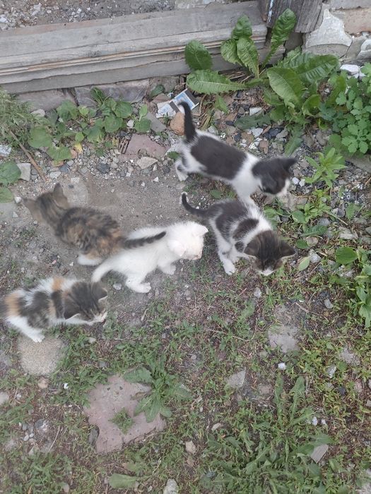 Отдам котят даром