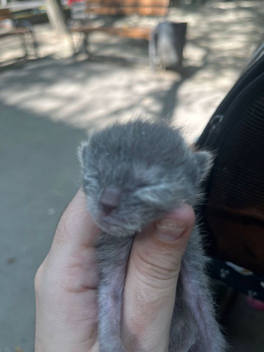 Отдам котят , мама пропала (((