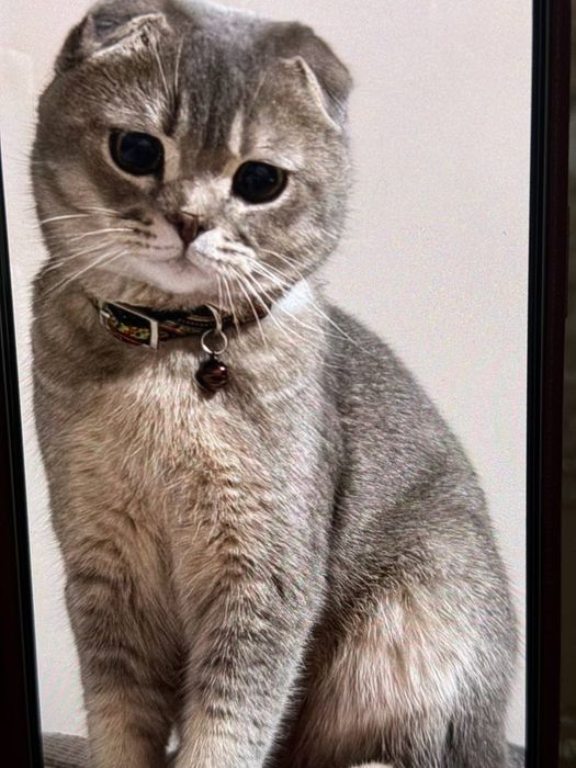 Продается  Кот  годовалый