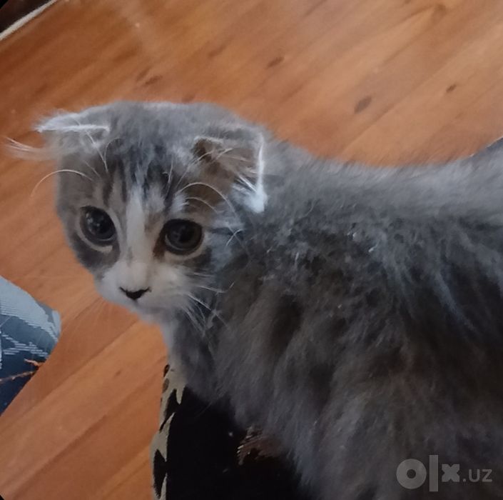 Пушистый Скоттиш фолд
