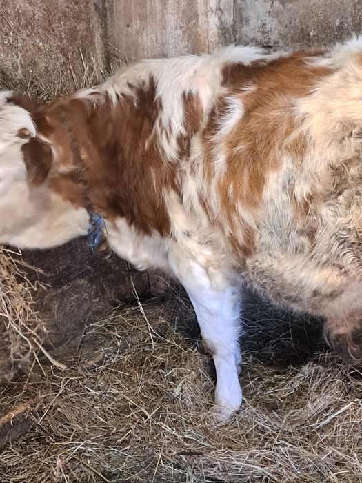 Vând vițel bălțat