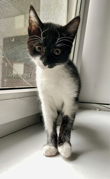 Отдам котёнка мальчика