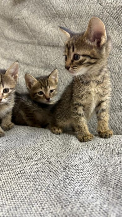 Отдам котят бесплатно