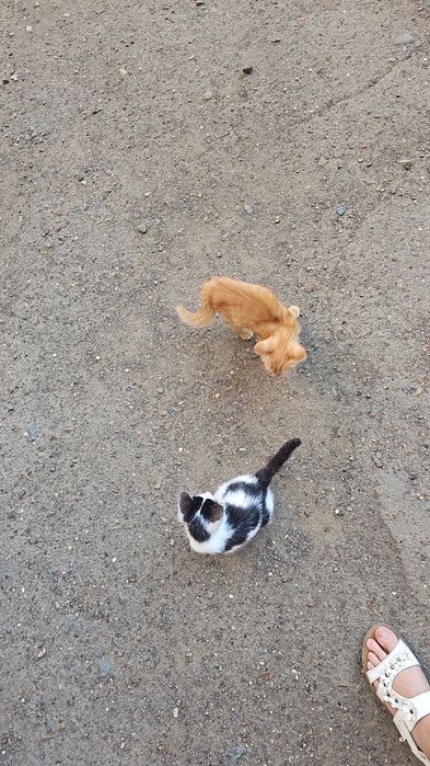 Котята бесплатно