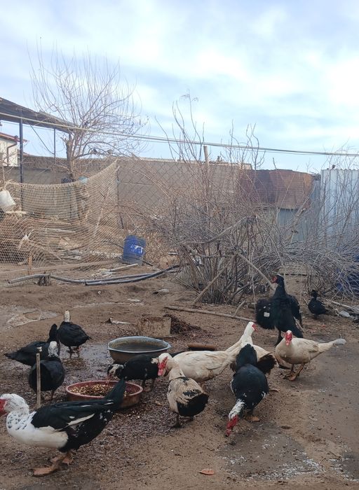 Индушкала сотилади