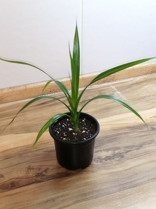 Продам излишки растений