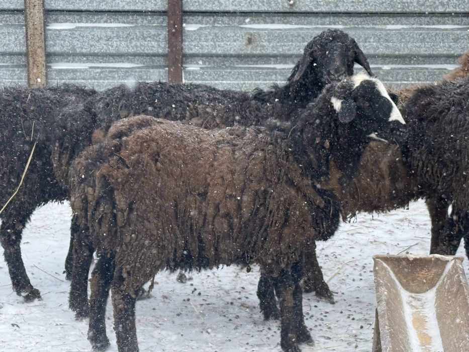 Қой-Тоқты семіз сатылады