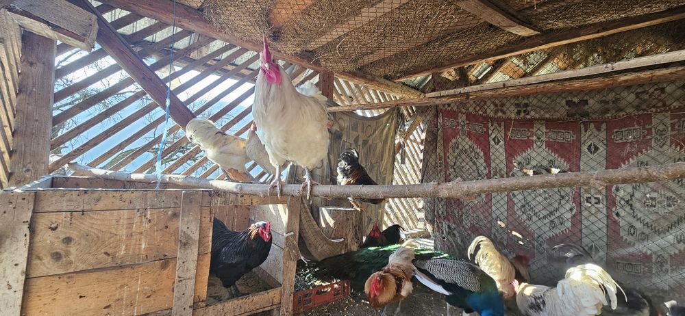 Cocosi pe alese. Australop toate culorile, unul wiandotte