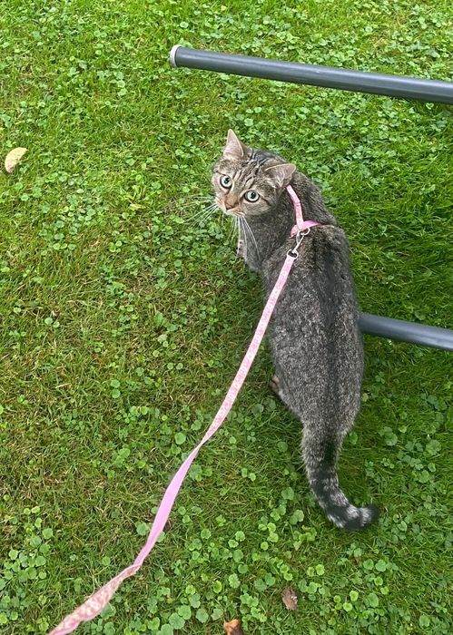 Pisică pentru adopție – Teila