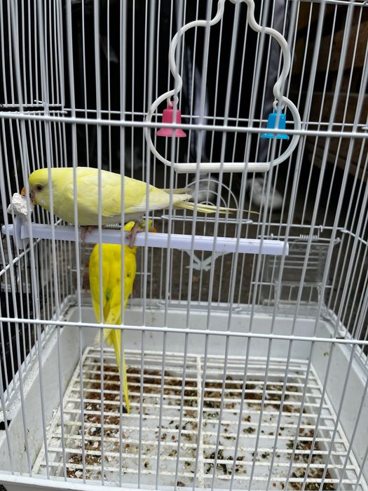 Волнистые попугаи