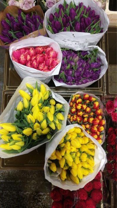 Тюльпаны луковицы