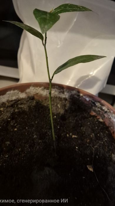 Лавров благородный