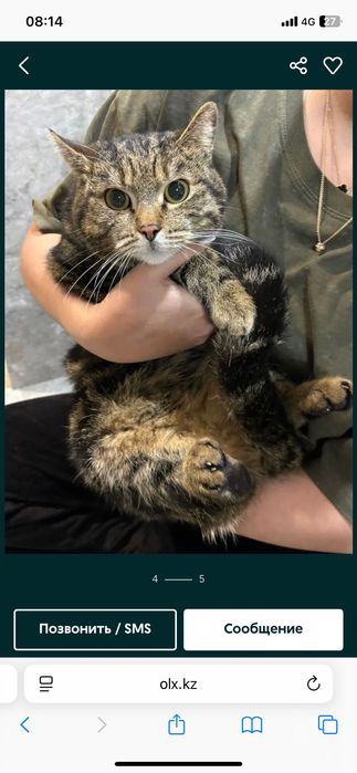 Пропал кот, кастрированный, в татарке