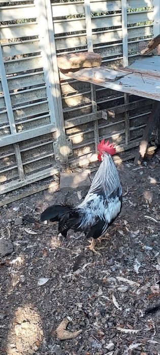 Vind cocoș argintiu
