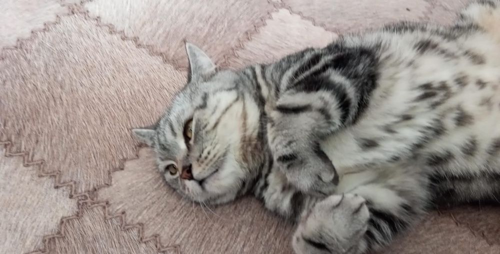 Продам кота с вези с переездом