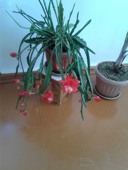 продам комнатные цветы