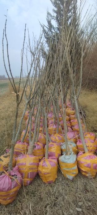 Gujum Qayragʻoch . Гужум кучат