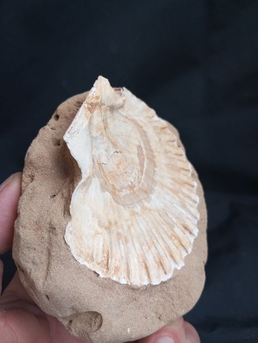 Фосил,мида, Pecten