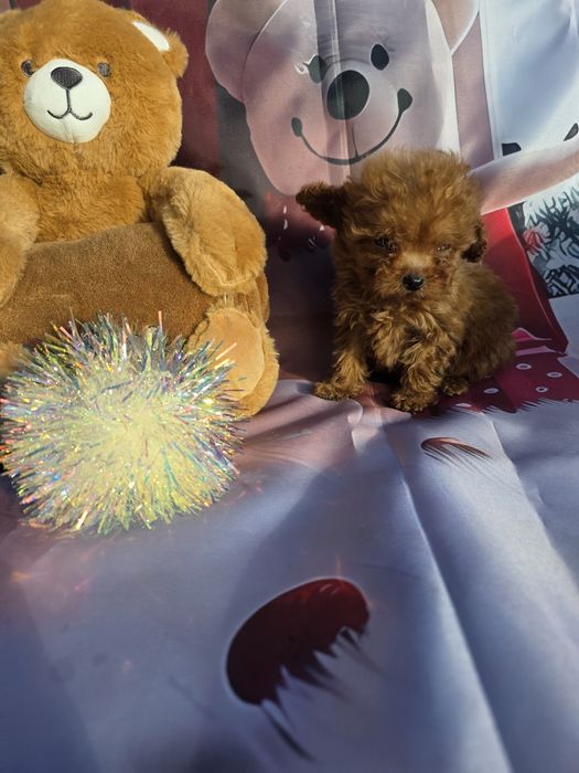 Резервирано !Пудел тийкъп момче