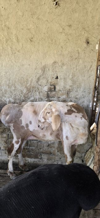 Эдильбай куй сотилади