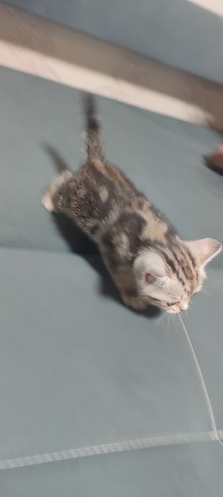 Продам котята скотиш