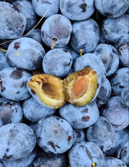 Prune de tuica cu un randament foarte bun