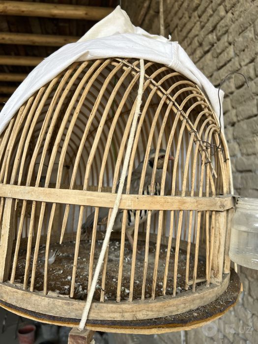 Продаётся Каклик вместе с клеткой…