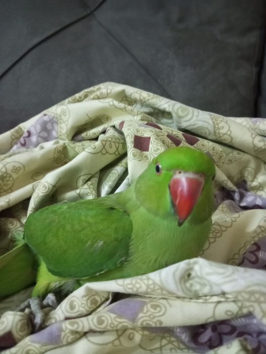 Продам ожерелового попугая