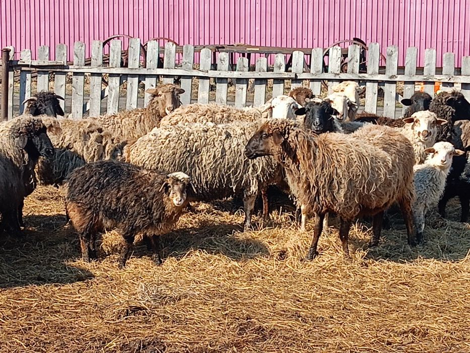 Продам овечек на развод