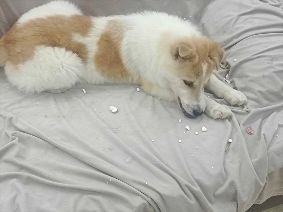 Отдаем в добрые руки