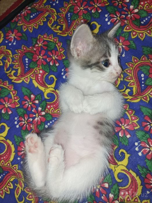 3ta mushuk bolasi hadiyaga