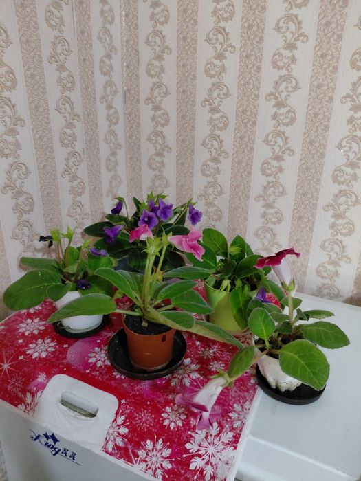 Глоксинии 5 горшков