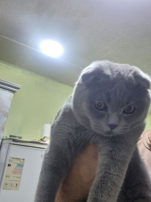 кошка веслоухая очень красивая