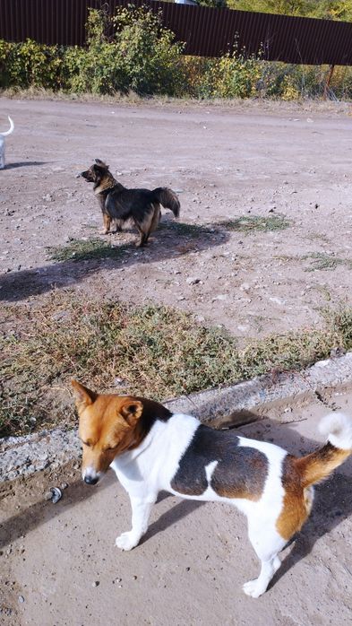 Отдаем в добрые руки кутят . Три замечательные девочки .