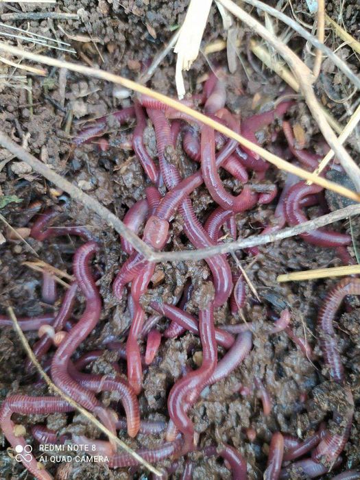 Биогумус Biogumus bor